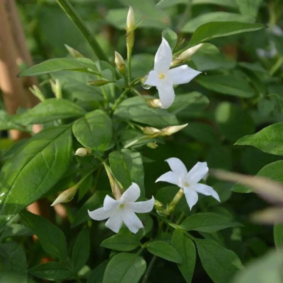 JAVOY PLANTES - Jasmin blanc officinal jasminum officinalis 1,5l - 40/60cm