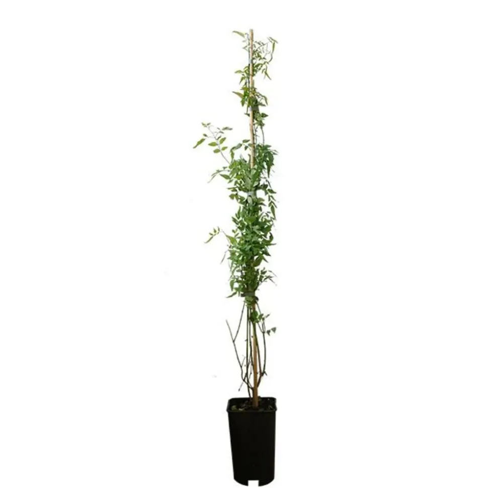 JAVOY PLANTES - Jasmin blanc officinal jasminum officinalis 1,5l - 40/60cm