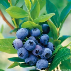 JAVOY PLANTES - Myrtille 'goldtraube' - vaccinium corymbosum 3l - 60/90cm