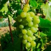 JAVOY PLANTES - Vigne 'ampelia® perdin' vitis vinifera 3l - 60/90cm