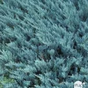 Juniperus Blue Chip, Génévrier : pot 5 litres - H. 50/60 cm
