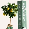 JUSTE UN ARBRE. - Citronnier des 4 saisons |idée cadeau : naissance, mariage, anniversaire - à planter en intérieur ou extérieur.