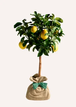 JUSTE UN ARBRE. - Citronnier des 4 saisons |idée cadeau : naissance, mariage, anniversaire - à planter en intérieur ou extérieur.