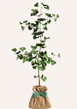 JUSTE UN ARBRE. - Ginkgo biloba 