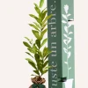 JUSTE UN ARBRE. - Magnolia etoilé | cadeau idéal : naissance, crémaillère, mariage, anniversaire, baptême
