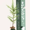 JUSTE UN ARBRE. - Melèze d'europe | offrez un arbre pour célébrer les grands moments de vie (naissance, mariage). Un cadeau unique.