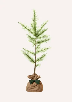 JUSTE UN ARBRE. - Melèze d'europe | offrez un arbre pour célébrer les grands moments de vie (naissance, mariage). Un cadeau unique.