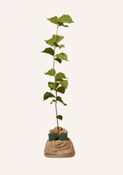 JUSTE UN ARBRE. - Noisetier | offrez un arbre pour célébrer les grands moments de vie (naissance, mariage). Un cadeau unique.
