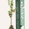 JUSTE UN ARBRE. - Pommier "reine des reinettes" | offrez un arbre pour célébrer les grands moments de vie (naissance, mariage).