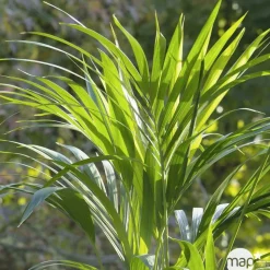 Kentia : H.100/120 cm D24cm