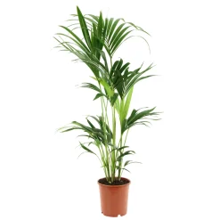 Kentia : H.100/120 cm D24cm