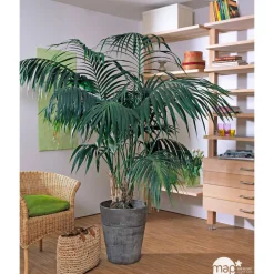 Kentia : H.100/120 cm D24cm