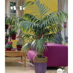 Kentia : H.100/120 cm D24cm
