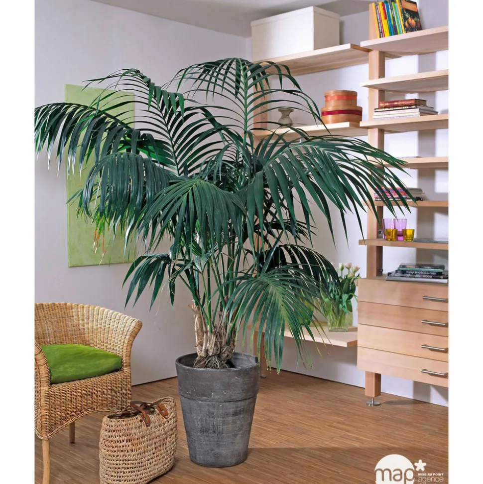 Kentia : H.90/100cm, D17cm
