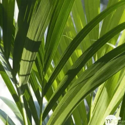 Kentia : H.160cm petit modèle pot