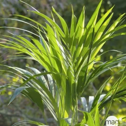 Kentia : H.160cm petit modèle pot