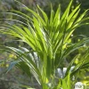 Kentia : H.180cm petit modèle pot