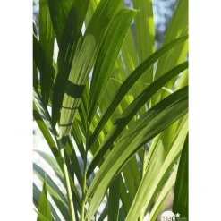 Kentia : H.180cm petit modèle pot