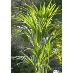 Kentia : H.180cm petit modèle pot