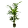 Kentia, 7/8 pieds - pot D23cm