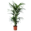 Kentia H100cm 4 pieds : D19cm