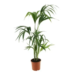 Kentia: H.90/100cm, D.17cm,