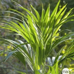 Kentia:H 240 cm pot D30 cm