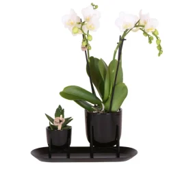 Kolibri company - ensemble orchidée blanche et succulente sur plateau noir