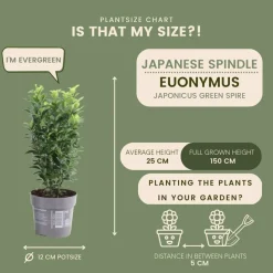 LA GREEN TOUCH - 24 x euonymus japonicus 'green spire'