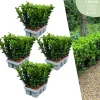 LA GREEN TOUCH - 24 x fusain 'green spire'