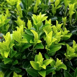 LA GREEN TOUCH - 24 x fusain 'green spire'