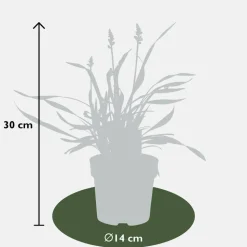 LA GREEN TOUCH - 3 x liriope muscari 'ingwersen'