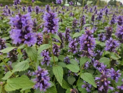 LA GREEN TOUCH - Agastache 'blue fortune' x12 – entre 0,75 et 1m2