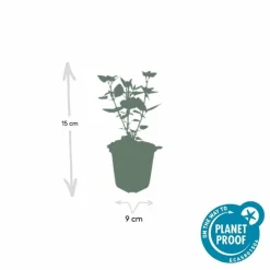 LA GREEN TOUCH - Agastache 'blue fortune' x40 – entre 2,5 et 3,33m2