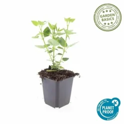 LA GREEN TOUCH - Agastache 'blue fortune' x40 – entre 2,5 et 3,33m2