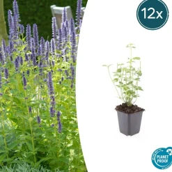 LA GREEN TOUCH - Agastache 'black adder' x12 – entre 0,75 et 1m2
