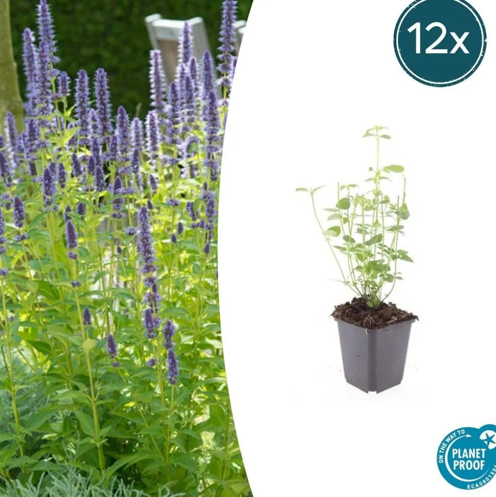 LA GREEN TOUCH - Agastache 'black adder' x12 – entre 0,75 et 1m2