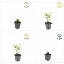 LA GREEN TOUCH - Agastache 'blue fortune' x6 – entre 0,38 et 0,5m2