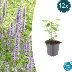 LA GREEN TOUCH - Agastache 'blue fortune' x6 – entre 0,38 et 0,5m2