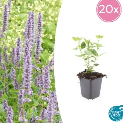 LA GREEN TOUCH - Agastache 'blue fortune' x20 – entre 1,25 et 1,67m2