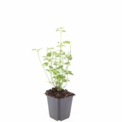 LA GREEN TOUCH - Agastache 'black adder' x6 – entre 0,38 et 0,5m2