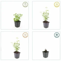 LA GREEN TOUCH - Agastache 'black adder' x6 – entre 0,38 et 0,5m2