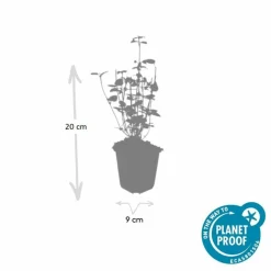 LA GREEN TOUCH - Agastache 'black adder' x6 – entre 0,38 et 0,5m2