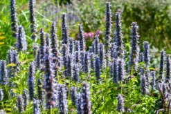 LA GREEN TOUCH - Agastache 'black adder' x6 – entre 0,38 et 0,5m2