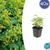 LA GREEN TOUCH - Alchémille commune x40 – entre 2,5 et 3,33m2