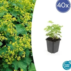LA GREEN TOUCH - Alchémille commune x6 – entre 0,38 et 0,5m2