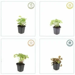 LA GREEN TOUCH - Alchémille commune x60 – entre 3,75 et 5m2
