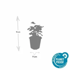 LA GREEN TOUCH - Alchémille commune x60 – entre 3,75 et 5m2