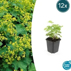 LA GREEN TOUCH - Alchémille commune x60 – entre 3,75 et 5m2