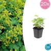 LA GREEN TOUCH - Alchémille commune x20 – entre 1,25 et 1,67m2